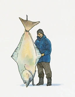 Illustration of man holding European Turbot (Psetta maxima Illustration of man holding European Turbot (Psetta maxima