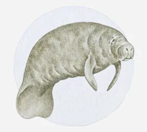 Illustration of a Manatee (Trichechus sp.) underwater Illustration of a Manatee (Trichechus sp.) underwater
