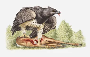 Illustration of a Martial eagle (Polemaetus bellicosus) with a dead antelope Illustration of a Martial eagle (Polemaetus bellicosus) with a dead antelope