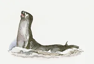 Illustration of Mediterranean Monk Seal (Monachus monachus) Illustration of Mediterranean Monk Seal (Monachus monachus)