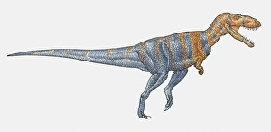 Illustration of Megalosaurus theropod dinosaur Illustration of Megalosaurus theropod dinosaur