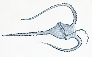 Illustration of microscopic plankton with horns to stop it sinking Illustration of microscopic plankton with horns to stop it sinking