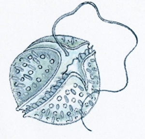 Illustration of microscopic poisonous plankton Illustration of microscopic poisonous plankton