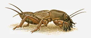 Illustration of Mole Cricket (Mole Cricket) Illustration of Mole Cricket (Mole Cricket)