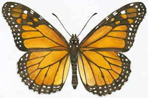 Illustration of Monarch (Danaus plexippus) butterfly Illustration of Monarch (Danaus plexippus) butterfly