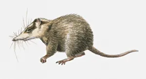 Illustration of Moonrat (Echinosorex gymnura), native to Borneo Illustration of Moonrat (Echinosorex gymnura), native to Borneo