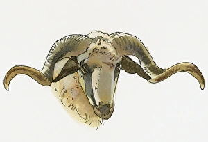 Illustration of Mouflon (Ovis orientalis orientalis), wild sheep ram found in Anatolia Illustration of Mouflon (Ovis orientalis orientalis), wild sheep ram found in Anatolia
