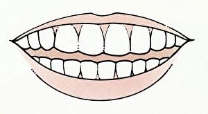 Illustration of mouth showing healthy set of teeth Illustration of mouth showing healthy set of teeth