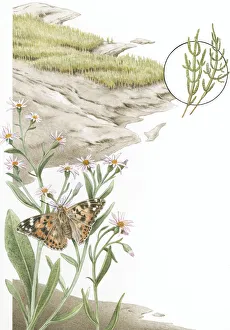 Illustration of mud and grass marsh with close up of Painted Lady (Vanessa cardui) Illustration of mud and grass marsh with close up of Painted Lady (Vanessa cardui)