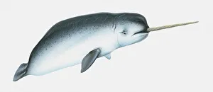 Illustration of Narwhal (Monodon monoceros) Illustration of Narwhal (Monodon monoceros)