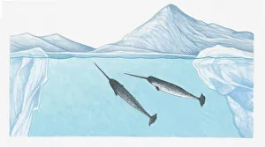 Illustration of Narwhals (Monodon monoceros) in freezing waters of the high Arctic very Illustration of Narwhals (Monodon monoceros) in freezing waters of the high Arctic very
