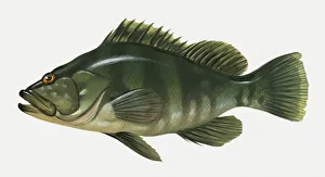 Illustration of Nassau grouper (Epinephelus striatus) Illustration of Nassau grouper (Epinephelus striatus)