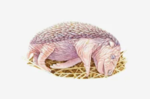 Illustration of newborn European Hedgehog (Erinaceus europaeus) sleeping in nest Illustration of newborn European Hedgehog (Erinaceus europaeus) sleeping in nest