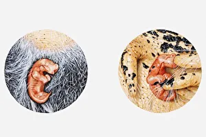Illustration of newborn wallaby shown crawling up its mothers stomach fur to reach pouch Illustration of newborn wallaby shown crawling up its mothers stomach fur to reach pouch