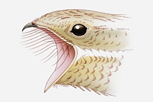 Illustration of Nightjar (Caprimulgus europaeus) with its beak open showing bristles Illustration of Nightjar (Caprimulgus europaeus) with its beak open showing bristles