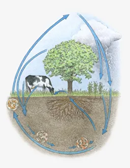 Illustration of nitrogen cycle in biosphere Illustration of nitrogen cycle in biosphere