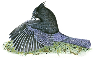 Illustration of North American Stellers Jay (Cyanocitta stelleri) using beak for anting Illustration of North American Stellers Jay (Cyanocitta stelleri) using beak for anting