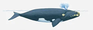 Illustration of North Pacific Right Whale (Eubalaena japonica Illustration of North Pacific Right Whale (Eubalaena japonica