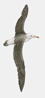 Illustration of Northern Royal Albatross (Diomedea sanfordi) in flight Illustration of Northern Royal Albatross (Diomedea sanfordi) in flight