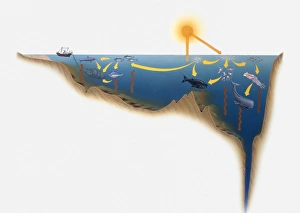 Illustration of ocean life forms and effects of sunlight Illustration of ocean life forms and effects of sunlight