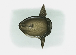 Illustration of Ocean Sunfish (Mola mola) Illustration of Ocean Sunfish (Mola mola)