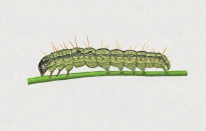 Illustration of Old World Bollworm (Helicoverpa armigera) caterpillar on stem Illustration of Old World Bollworm (Helicoverpa armigera) caterpillar on stem