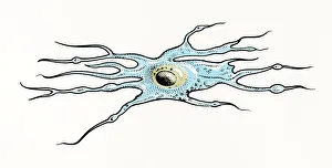 Central Nervous System Gallery: Illustration of Oligodendrocyte glia cell or neuroglia