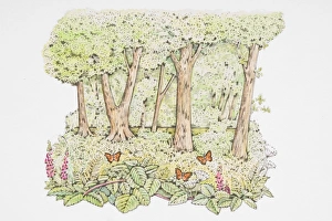 Illustration of orange butterflies perching on flowers on forest floor Illustration of orange butterflies perching on flowers on forest floor