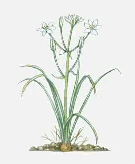 Images Dated 2nd October 2009: Illustration of Ornithogalum umbellatum (Star-of-Bethlehem), perennial with white flowers and green