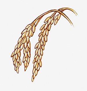 Illustration of Oryza sativa (Rice) seeds on stems, close-up Illustration of Oryza sativa (Rice) seeds on stems, close-up