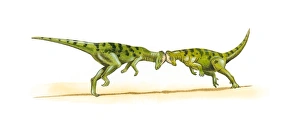 Illustration of two Pachycephalosaur dinosaurs head butting each other Illustration of two Pachycephalosaur dinosaurs head butting each other