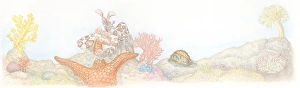 Illustration of Painted Prawn (Alope spinifrons) carrying piece of starfish Illustration of Painted Prawn (Alope spinifrons) carrying piece of starfish