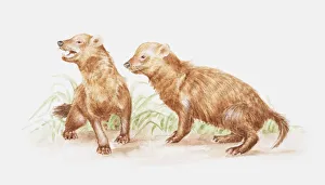 Illustration of pair of Bush dogs (Speothos venaticus) Illustration of pair of Bush dogs (Speothos venaticus)