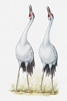 Illustration of a pair of cranes singing together, side by side Illustration of a pair of cranes singing together, side by side