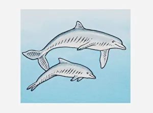 Illustration of pair of dolphins in the water Illustration of pair of dolphins in the water