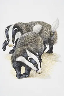Illustration, pair of European Badgers (Meles meles), elevated view Illustration, pair of European Badgers (Meles meles), elevated view