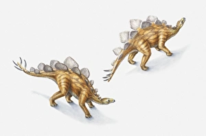 Illustration of a pair of Stegosauri, Jurassic period Illustration of a pair of Stegosauri, Jurassic period