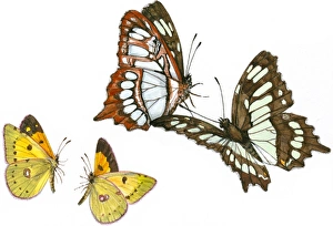 Illustration of pair of Swallowtail (Papilio) butterflies flying above small moths Illustration of pair of Swallowtail (Papilio) butterflies flying above small moths