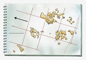 Illustration of palaeontological chart showing position of dinosaur bones discovered Illustration of palaeontological chart showing position of dinosaur bones discovered