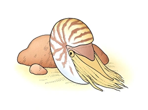 Images Dated 19th February 2008: Illustration of Palau Nautilus (Nautilus belauensis) emerging from shell on sand near rock