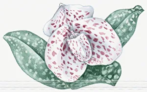 Illustration of Paphiopediulum bellatulum (Lady's Slipper) orchid with pink spotted white flower Illustration of Paphiopediulum bellatulum (Lady's Slipper) orchid with pink spotted white flower