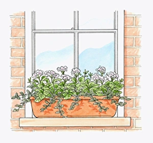 Illustration of Pelargonium x hortorum Tango White with trailing plant foliage in Illustration of Pelargonium x hortorum Tango White with trailing plant foliage in