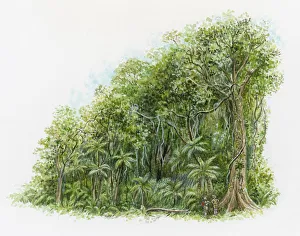 Illustration of two people looking up at tall tree in rainforest in northeastern Australia Illustration of two people looking up at tall tree in rainforest in northeastern Australia