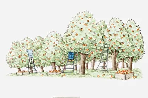 Illustration of people picking ripe apples in orchard Illustration of people picking ripe apples in orchard
