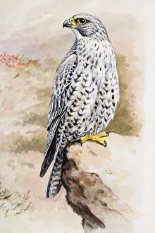Illustration of Peregrine Falcon (Falco peregrinus) perching on rock Illustration of Peregrine Falcon (Falco peregrinus) perching on rock
