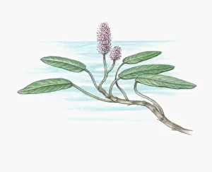 Illustration of Persicaria amphibium (Water Smartweed), tiny pink flower and large green leaves on l Illustration of Persicaria amphibium (Water Smartweed), tiny pink flower and large green leaves on l