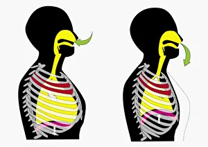 Illustration of person inhaling and exhaling Illustration of person inhaling and exhaling