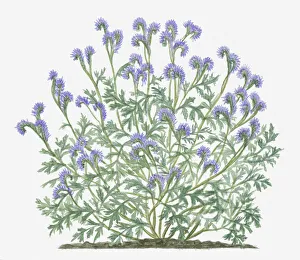 Illustration of Phacelia tanacetifolia (Lacy phacelia) bearing lavender on long curved stems with grey-green leaves Illustration of Phacelia tanacetifolia (Lacy phacelia) bearing lavender on long curved stems with grey-green leaves