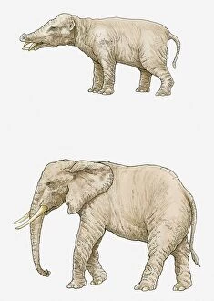 Prehistoric Era Gallery: Illustration of a Phiomia, a type of Gomphothere from the Oligocene period