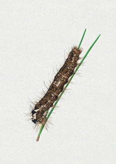 Illustration of Pine-tree Lappet (Dendrolimus pini) caterpillar blades of grass Illustration of Pine-tree Lappet (Dendrolimus pini) caterpillar blades of grass